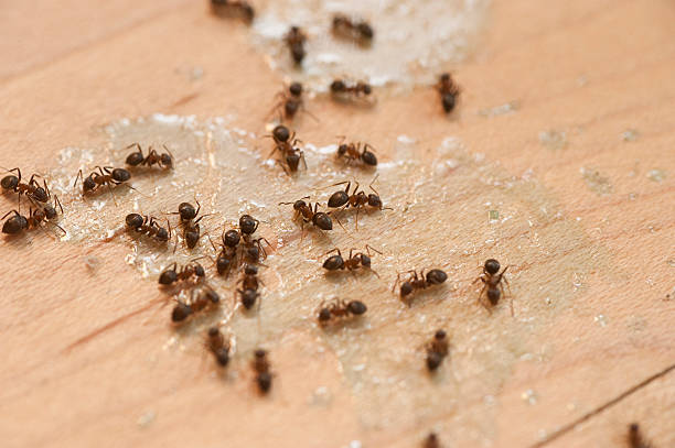 Best Wildlife Control Services  in Stedman, NC