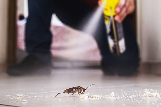 Best Flea Control Services  in Stedman, NC