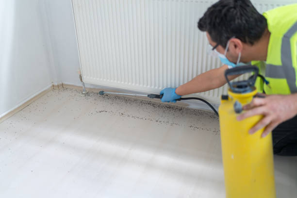 Best Termite Control Services  in Stedman, NC